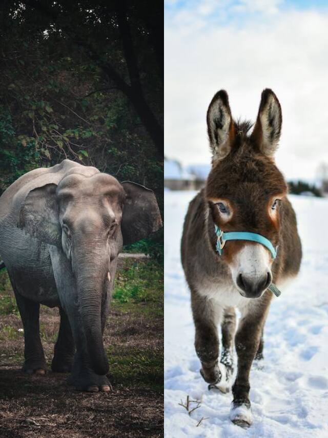 इन जानवरों की होती हैं सबसे लंबी गर्भावस्था