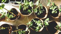 Gardening at Home : घरी सुंदर बाग हवी आहे ; कमी जागेत अशी करा रोपांची लागवड !