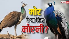 ये दो तरह के मोर होते हैं... ऐसे पता करते हैं कौन मोर है और कौनसी मोरनी?