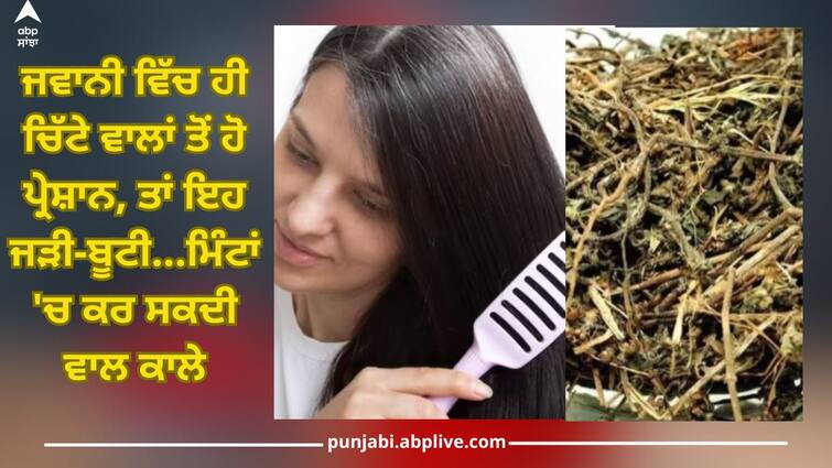 If you are troubled by white hair in youth, then bhringraj herb will remove this problem, hair will turn black in minutes White Hair: ਜਵਾਨੀ ਵਿੱਚ ਹੀ ਚਿੱਟੇ ਵਾਲਾਂ ਤੋਂ ਹੋ ਪ੍ਰੇਸ਼ਾਨ, ਤਾਂ ਇਹ ਜੜੀ-ਬੂਟੀ ਹੈ ਸਹੀ ਹੱਲ, ਮਿੰਟਾਂ 'ਚ ਵਾਲ ਹੋ ਜਾਣਗੇ ਕਾਲੇ