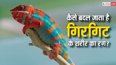 कैसे देखते ही देखते अपनेे शरीर का रंग बदल लेता है गिरगिट, उसके शरीर में क्या होता है खास?