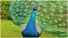 ये दो तरह के मोर होते हैं... ऐसे पता करते हैं कौन मोर है और कौनसी मोरनी?