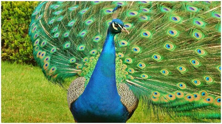 पहले तो आपको बता दें कि मोर को अंग्रेजी में Peacock कहा जाता है और अंग्रेजी में मोरनी को Peahens कहा जाता है.