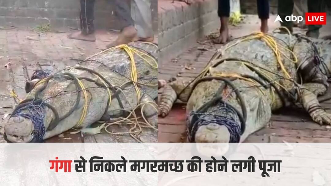 Video: गंगा से निकला मगरमच्छ तो मछुआरे ने मंदिर में किया बंद, लोगों ने देखा तो शुरू कर दी पूजा, लेने लगे सेल्फी fisherman caught crocodile from river ganga locals started worship and taking selfies video goes viral Video: गंगा से निकला मगरमच्छ तो मछुआरे ने मंदिर में किया बंद, लोगों ने देखा तो शुरू कर दी पूजा, लेने लगे सेल्फी