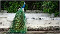 ये दो तरह के मोर होते हैं... ऐसे पता करते हैं कौन मोर है और कौनसी मोरनी?