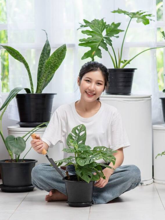 घर में रखने के लिए बेस्ट हैं ये पौधे