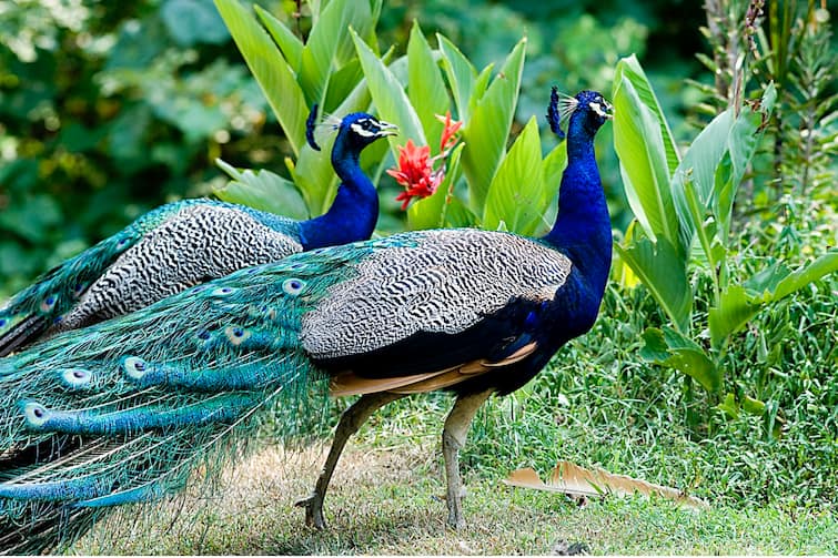 Know the special facts about the national bird National Bird: ਜਾਣੋ ਰਾਸ਼ਟਰੀ ਪੰਛੀ ਬਾਰੇ ਖਾਸ ਗੱਲਾਂ