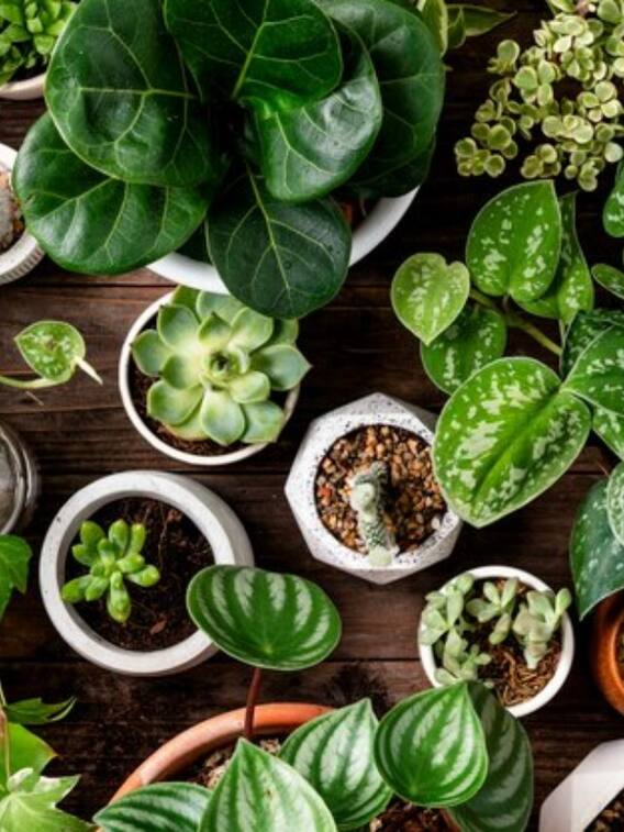 बीमारियों को जड़ से खत्म कर सकते हैं ये पौधे