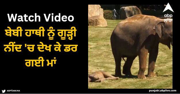 baby elephant fell asleep then worried mother elephant went to get the keepers heart touching video Viral Video: ਬੇਬੀ ਹਾਥੀ ਨੂੰ ਗੂੜ੍ਹੀ ਨੀਂਦ 'ਚ ਦੇਖ ਕੇ ਡਰ ਗਈ ਮਾਂ, ਜਗਾਉਣ 'ਤੇ ਵੀ ਨਹੀਂ ਜਾਗਿਆ ਤਾਂ ਕੀਤਾ ਇਹ ਕੰਮ...