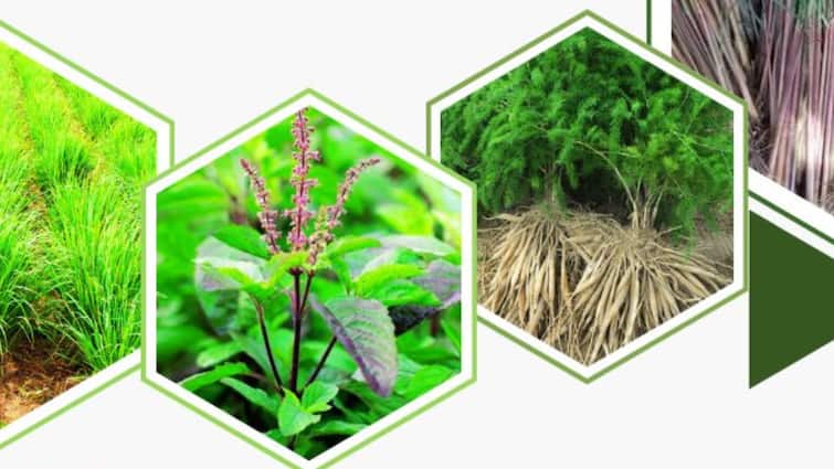 Bihar Government Giving Subsidy on aromatic and medicinal plants cultivation Fasal Vividhikaran Yojana सुगंधित और औषधीय पौधों की खेती से कमा सकते हैं लाखों रुपये, सरकार भी देगी इतने हजार रुपये, जानें पूरी डिटेल