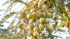 Health Tips : वाढता लठ्ठपणा आणि कोलेस्टेरॉलमुळे तुम्हीही चिंतेत आहात का ? खास घरगुती उपाय करा  !