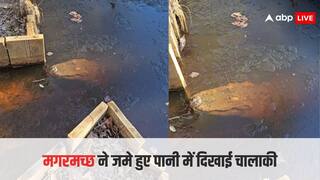 VIDEO:  'हो भले ही मगरमच्छ लेकिन दिमाग लोमड़ी वाला है' ठंड से जमे तालाब में मगरमच्छ की चालाकी देख जनता ने की तारीफ