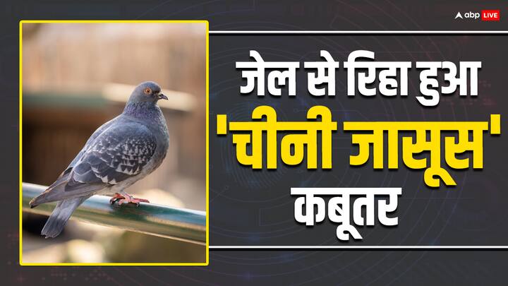 Chinese spy pigeon release after Eight month from Mumbai Jail PETA India had intervened Chinese Spy Pigeon: 'चीनी जासूस' के आरोप में आठ महीने से जेल में बंद था ये कबूतर, आज मुंबई की जेल से हुआ रिहा