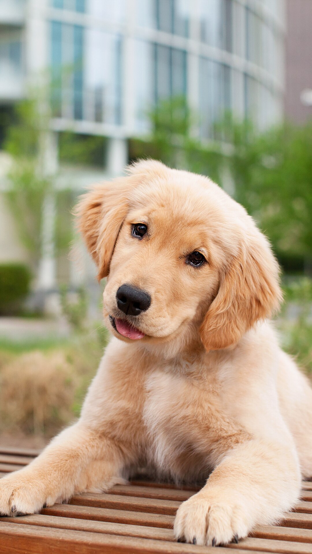 Do golden retrievers 2024 have webbed feet