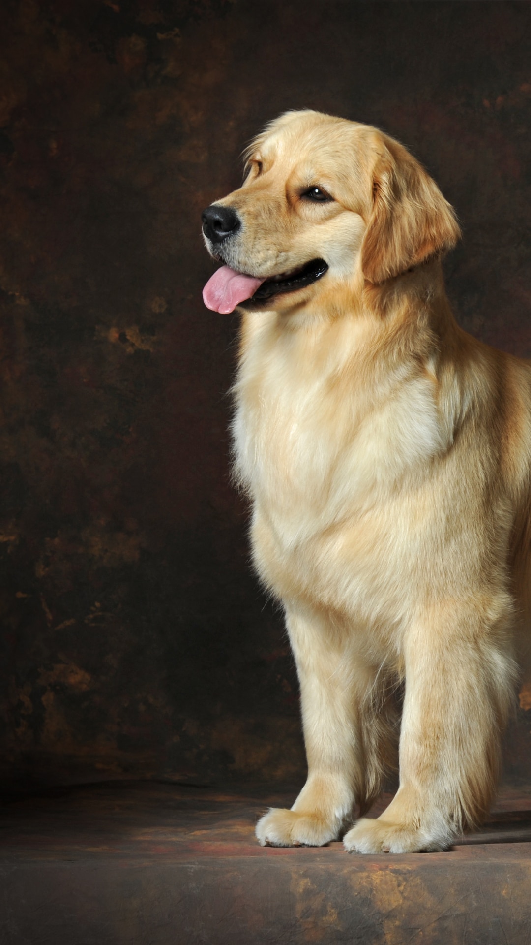 White fur clearance golden retriever