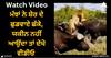 Viral Video: ਮੱਝਾਂ ਨੇ ਸ਼ੇਰ ਦੇ ਛੁਡਵਾਏ ਛੱਕੇ, ਯਕੀਨ ਨਹੀਂ ਆਉਂਦਾ ਤਾਂ ਦੇਖੋ ਵੀਡੀਓ