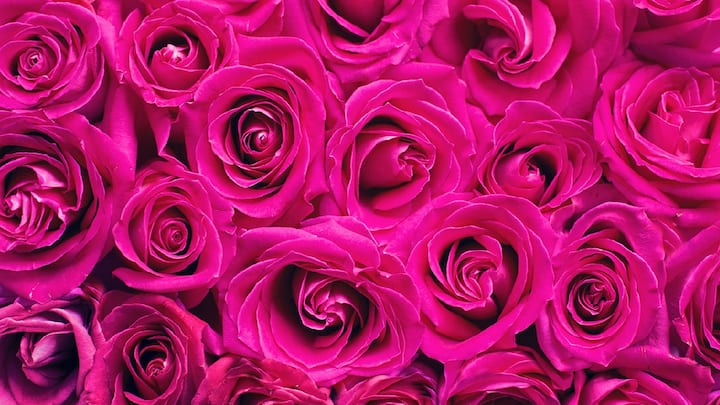 Health Benefits of Rose : तुम्ही कधी गुलाबाचे फायदे एकलेत का? जाणून घ्या काय आहेत फायदे
