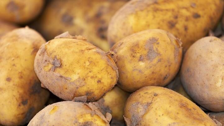 आलू की खेती करने के लिए किसान भाई खेत को अच्छी तरह से जुताई करके भुरभुरा बना लें. किसान खेत में गोबर की खाद या फिर कम्पोस्ट खाद डालकर मिट्टी को उपजाऊ बना लें. किसान खेत में जल निकासी का अच्छा प्रबंध करें.