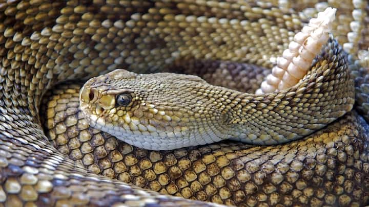 Snake facts : सापांची झोप किती तासांची असते माहितीये का? थंडीत तर कुंभकर्णासारखे झोपतात