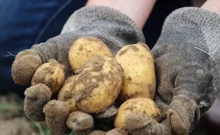 બટાટાના પાકને નિયમિત સિંચાઈની જરૂર પડે છે. સિંચાઈ કરતી વખતે ધ્યાન રાખો કે ખેતરમાં પાણી સ્થિર ન થવું જોઈએ. બટાટાના પાકને નાઈટ્રોજન, ફોસ્ફરસ અને પોટેશિયમની જરૂર હોય છે.