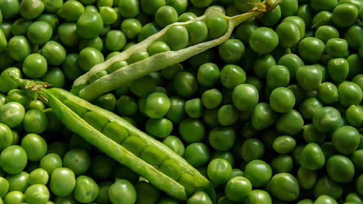 Health Benefits of Peas  : हिरवा वाटाणा चवीलाच नाही तर आरोग्यासाठीही आहे फायदेशीर
