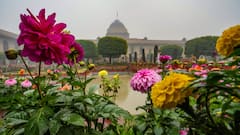Udyan Utsav 2024: Tulip-Themed Amrit Udyan At Rashtrapati Bhavan Opens For Public