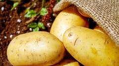 आलू की खेती करते समय ध्यान रखें ये बातें, मिलेगी तगड़ी पैदावार