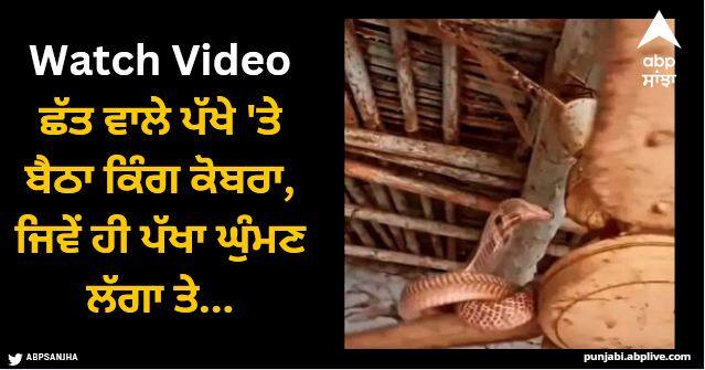 king cobra hanging from ceiling fan what happened next watch viral video Viral Video: ਛੱਤ ਵਾਲੇ ਪੱਖੇ 'ਤੇ ਬੈਠਾ ਕਿੰਗ ਕੋਬਰਾ, ਜਿਵੇਂ ਹੀ ਪੱਖਾ ਘੁੰਮਣ ਲੱਗਾ ਤੇ ਅੱਗੇ ਕੀ ਹੋਇਆ…