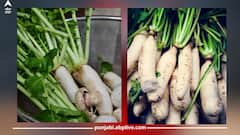 Avoid Radish: ਇਨ੍ਹਾਂ ਲੋਕਾਂ ਨੂੰ ਗਲਤੀ ਨਾਲ ਵੀ ਮੂਲੀ ਦਾ ਸੇਵਨ ਨਹੀਂ ਕਰਨਾ ਚਾਹੀਦਾ, ਸਿਹਤ ਨੂੰ ਹੋ ਸਕਦਾ ਭਾਰੀ ਨੁਕਸਾਨ 