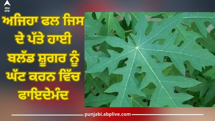 Blood Sugar Control: If troubled by high blood sugar, then start chewing papaya leaves Blood Sugar Control: ਜੇਕਰ ਹਾਈ ਬਲੱਡ ਸ਼ੂਗਰ ਤੋਂ ਪਰੇਸ਼ਾਨ, ਤਾਂ ਚਬਾਉਣਾ ਸ਼ੁਰੂ ਕਰੋ ਇਸ ਫਲ ਦੇ ਪੱਤੇ