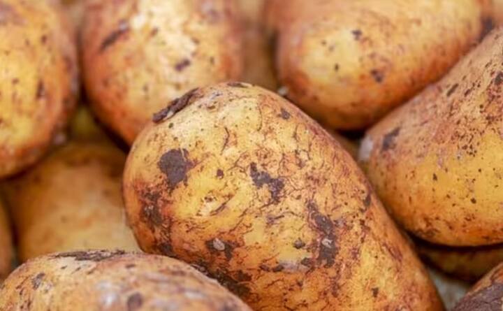 બટાટાની લણણીનો સમય પણ વિવિધતા અને મોસમ પર આધાર રાખે છે. જ્યારે પાન પીળા પડી જાય અને ખરવા લાગે ત્યારે ખેડૂત ભાઈઓએ બટાકાની કાપણી કરવી જોઈએ. લણણી પછી બટાકાને સારી રીતે સુકવી લો.