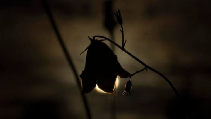 বিজ্ঞানীদের মতে, আলোই পতঙ্গদের গতিপথ নির্ধারণ করে। চন্দ্র এবং সূর্যের আলো দেখেই নিজেদের গতিপথ ঠিক করে নেয় তারা, ঠিক যেভাবে নাবিকরা চলতেন। ছবি: ফ্রিপিক।