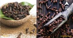 Clove Benefits: ਲੌਂਗ ਪੁਰਸ਼ਾਂ ਲਈ ਵਰਦਾਨ, ਇਸ ਨੂੰ ਸਹੀ ਸਮੇਂ 'ਤੇ ਖਾਣ ਨਾਲ ਮਿਲੇਗਾ ਫਾਇਦਾ