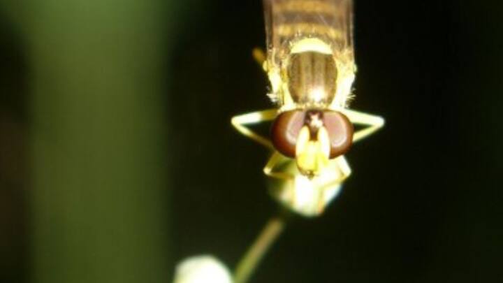 কৃত্রিম আলো জ্বলে উঠতে দেখে বিভ্রান্ত হয়ে পড়ে পতঙ্গেরা। চাঁদ বা সূর্য ভেবেই ছুটে যায় সেদিকে। তাই শুধু ধেয়ে যাওয়া নয়, ওই আলোর চারিদিকে চক্করও কাটতে থাকে তারা। ছবি: ফ্রিপিক।