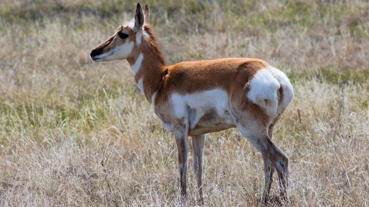 দূরত্বের নিরিখে চিতাকে টেক্কা দিতে পারে Pronghorn, আমেরিকার হরিণ। ঘণ্টায় ৩৫ মাইল গতিতে এক ঘণ্টা টানা দৌড়তে পারে এরা। কম দূরত্বে আরও জোরে দৌড়তে পারে। সর্বোচ্চ ঘণ্টায় ৫৫ মাইল গতিতে দৌড়তে সক্ষম। ছবি: পিক্সাবে।