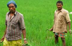 PM Fasal Bima Yojana: ਫਸਲ ਹੋ ਗਈ ਖ਼ਰਾਬ ਤਾਂ ਕਿੰਨਾ ਮਿਲਦਾ ਬੀਮਾ? ਇਦਾਂ ਕਰ ਸਕਦੇ ਅਪਲਾਈ