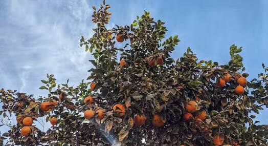 Orange Farming Tips: ਸੰਤਰੇ ਦੀ ਖੇਤੀ ਕਰਨ ਵੇਲੇ ਕਿਸਾਨਾਂ ਨੂੰ ਇੱਥੇ ਦੱਸੀਆਂ ਗਈਆਂ ਕੁਝ ਜ਼ਰੂਰੀ ਗੱਲਾਂ ਦਾ ਧਿਆਨ ਰੱਖਣਾ ਜ਼ਰੂਰੀ ਹੈ, ਆਓ ਜਾਣਦੇ ਹਾਂ...