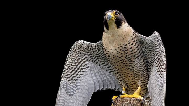 পাখিদের মধ্যে সবচেয়ে দ্রুতগতি Peregrin Falcon-এর। শিকারের খোঁজে ঘণ্টায় ১৮৫ মাইল গতিতে উড়তে পারে এরা। ছবি: পিক্সাবে।