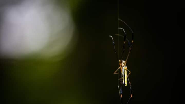 খাবারের খোঁজেও আলোর দিকে ছুটে যেতে পারে পতঙ্গেরা। বিশেষ করে বাড়ির বারান্দা বা কাঠ জ্বালানো হলে, সেদিকে ধেয়ে যায় তারা। সেখানে আরও পতঙ্গ থাকতে পারে, যাতে তাদের পেট ভরতে পারে বলে মনে করে পতঙ্গেরা। ছবি: ফ্রিপিক।