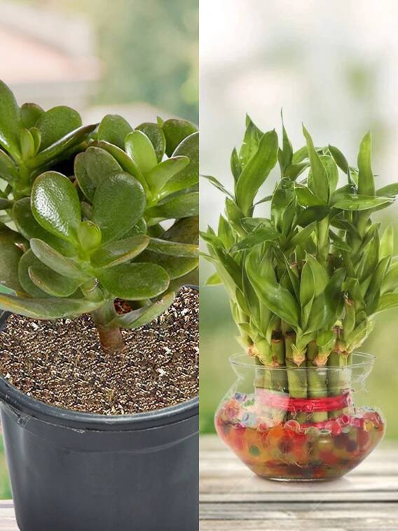 घर में लगाएं ये पांच प्लांट