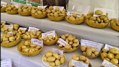 आगरा को मिला अंतरराष्ट्रीय आलू अनुसंधान केंद्र, जानें- किसानों को मिलेगा क्या लाभ