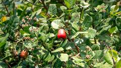 क्या घर पर उगा सकते हैं काजू! जानें क्या है आसान तरीका