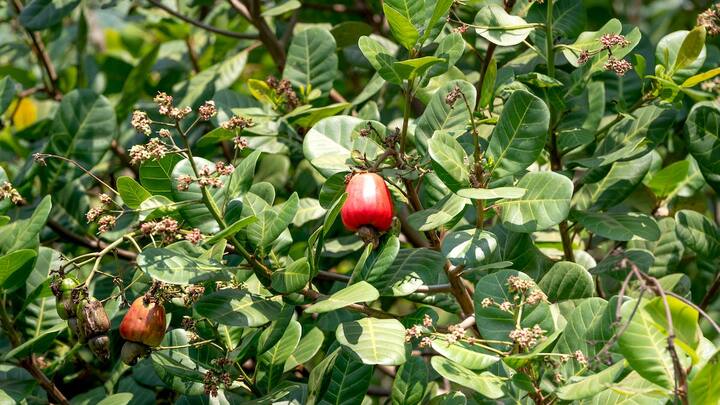 काजू का पेड़ घर में लगाने से पहले आप एक अच्छे व ताजा काजू के बीज का चुनाव करें. आप बीज को लगाने से पहले करीब 24 घंटे के लिए पानी में भिगोकर रखें.