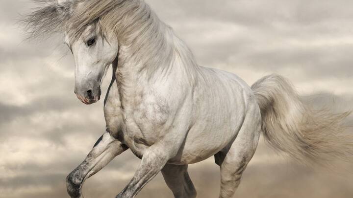 তাই শিকারের হাত থেকে বাঁচতে গতিই ভরসা পশুদের। কিন্তু পৃথিবীর জলে, জঙ্গলে এবং আকাশে সবচেয়ে দ্রুততম পশু কোনগুলি জানেন কি? ছবি: পিক্সাবে।