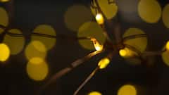 Insects and Lights: বিপদ জেনেও আটকাতে পারে না নিজেকে, আলো দেখলে কেন ছুটে যায় পতঙ্গ?