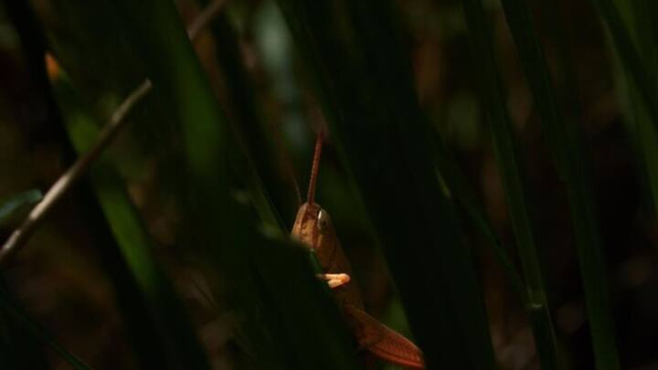এ প্রসঙ্গে আরও একটি তত্ত্ব উঠে আসে, যা হল, জঙ্গলে আলো বলতে বিপদ থেকে বাঁচার রাস্তা বোঝায়। তাই আলো দেখলে পতঙ্গদের মনে হয়, ওই পথে কোনও বিপদ নেই হয়ত। তাই ছুটে যায় সেই দিকেই। ছবি: ফ্রিপিক।