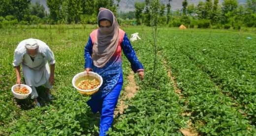 ਫਸਲ ਨੂੰ ਨੁਕਸਾਨ ਹੋਣ ਦੀ ਸੂਰਤ ਵਿੱਚ ਤੁਹਾਨੂੰ 72 ਘੰਟਿਆਂ ਦੇ ਅੰਦਰ ਇਸਦੀ ਸੂਚਨਾ ਖੇਤੀਬਾੜੀ ਵਿਭਾਗ ਨੂੰ ਦੇਣੀ ਪਵੇਗੀ, ਜਿਸ ਤੋਂ ਬਾਅਦ ਤੁਹਾਡੇ ਤੋਂ ਹਰ ਤਰ੍ਹਾਂ ਦੀ ਜਾਣਕਾਰੀ ਮੰਗੀ ਜਾਵੇਗੀ। ਜੇਕਰ ਦਾਅਵਾ ਸਹੀ ਪਾਇਆ ਜਾਂਦਾ ਹੈ, ਤਾਂ ਤੁਹਾਨੂੰ ਬੀਮਾ ਮਿਲੇਗਾ।