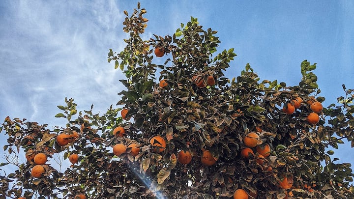 Orange Farming Tips: संतरे की खेती करते समय किसान भाइयों को यहां बताई गईं कुछ जरूरी बातों को ध्यान में रखना जरूरी है, आइए जानते हैं...