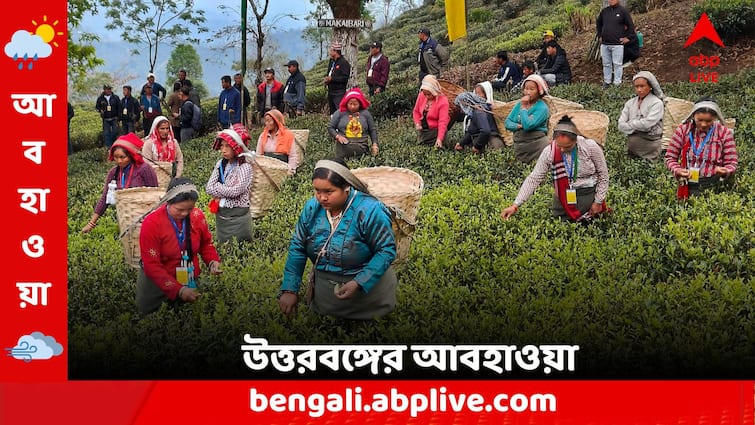 North Bengal Weather Update Get to know weather forecast Today from West Bengal 4 February North Bengal Weather: ফের নামবে পারদ, উত্তরের একাধিক জেলায় বৃষ্টির পূর্বাভাস