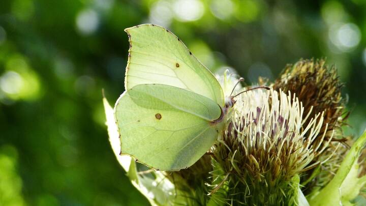 শুধু তাই নয়, আলো দেখে পতঙ্গদের সঙ্গমের ইচ্ছেও জাগে বলে দাবি বিজ্ঞানীদের একাংশের। ১৯৬৫ সালে সেই নিয়ে একটি গবেষণাপত্রও প্রকাশিত হয়। ছবি: পিক্সাবে।